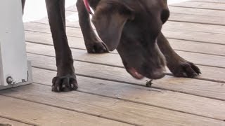 Chocolate Lab Eats a Bumble Bee [upl. by Terchie]