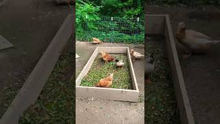 Hens love grass clippings make sure you give your clippings to your hens as a treat [upl. by Hawkie]