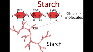 Discussion on Starch  Definition structure Functions Digestion Utilization Industrial uses [upl. by Godrich]