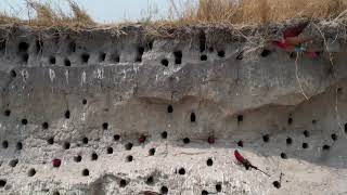 Carmine Bee Eaters are back [upl. by Danielson98]