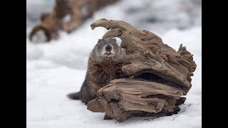 Canadian groundhogs differ on early end to winter [upl. by Aicek]