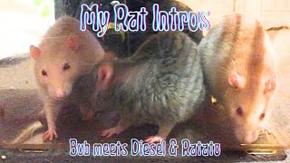 Introducing my 1 yo Rats to my Elder Rat 💜 [upl. by Yttap]