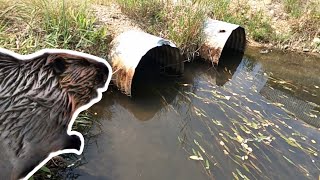 Unclogging Beaver Dam From TWIN CULVERTS  Draining Entire Beaver Pond [upl. by Barr]