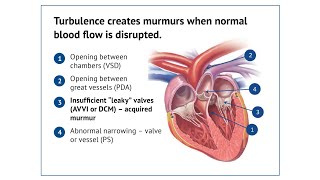 Heart Murmurs in Puppies [upl. by Adnarahs]