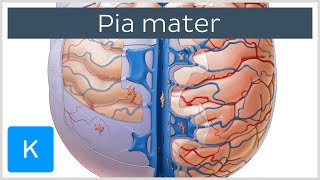 The Pia Mater Meninges of the Brain  Human Anatomy  Kenhub [upl. by Ocirrej]