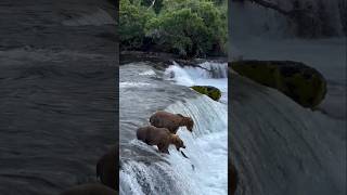 Bears catching salmon [upl. by Bourke]