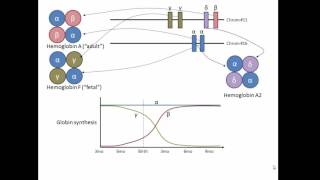 Globin genes hemoglobin and development [upl. by Atnamas]