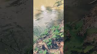 Hool Fishing fishing viralvideo viralshort fishingequipment [upl. by Jody]