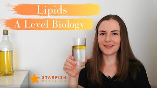 Lipids  A Level Biology [upl. by Nnylyt817]