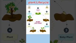 Plant Lifecycle for kids kidslearningbyaashi kidsvideo kids [upl. by Asselem]