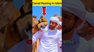 CamelkeSathAisanakreshortsfeedfactsHammadislamic [upl. by Normi]