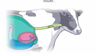 Ruminants  Natural Science [upl. by Kent]