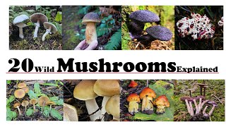 20 Wild Mushrooms Described by a mycologist [upl. by Usanis412]