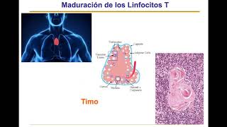 Inmunidad Celular Linfocito T Prof Yurilís FuentesSilva InternistaReumatólogo [upl. by Earased44]