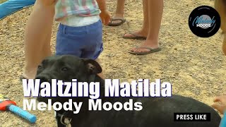 Waltzing Matilda Reimagined [upl. by Aikim]