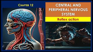 Central and peripheral nervous system reflex action and reflex arc chapter 12 class 10th biology [upl. by Ahteral]