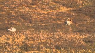 Great Bustards fighting [upl. by Islaen425]