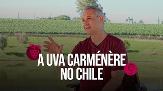 A uva Carménère no chile [upl. by Beitch472]