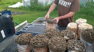 Efficient harvesting of Turkey Tail mushrooms [upl. by Hintze]