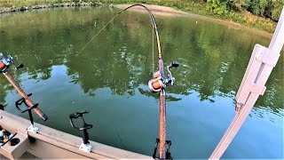 Tips for Catching FLATHEAD CATFISH with CUTBAIT Works anywhere [upl. by Thirion524]