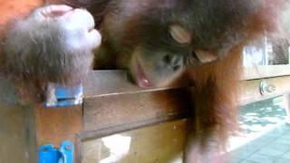 Orang Utan Aufzuchtstation auf Bali  Indonesia HD [upl. by Hamrah]