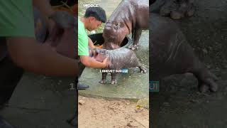 Moo Deng le Bébé Hippopotame Star  Fatigué par l’Afflux de Visiteurs [upl. by Annuhsal]