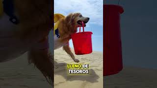 Perro le Cocina Pescado a su Dueña [upl. by Nnyre]