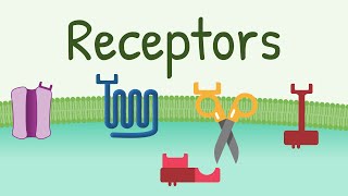 Receptors Types amp Functions [upl. by Tigram]