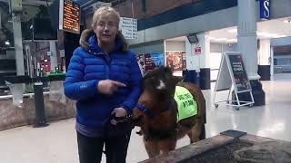 Guide horse Digby at Darlington Station 12th December 2018 [upl. by Attevroc429]