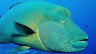 humphead wrasse sound [upl. by Adgam561]