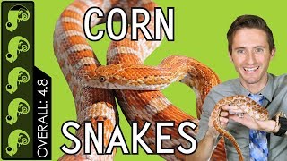 Corn Snake The Best Pet Reptile [upl. by Emlyn836]