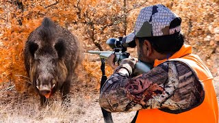 GIANT WILD BOAR ATTACK Breathtaking Moments Incredible Rifle Shots [upl. by Samantha]