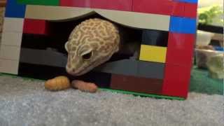 Leopard gecko eating butterworms [upl. by Strong]