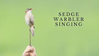 Sedge Warbler Singing [upl. by Chrissy57]