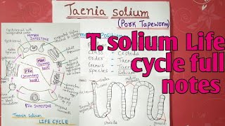 Taenia solium Life cycle  full notes explain in hindi [upl. by Ennyl]