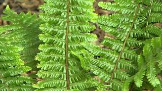 Dryopteris crassirhizoma [upl. by Auhsohey198]