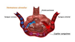 Vídeo F3 Hematose Pulmonar [upl. by Rheims]