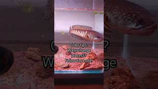 Snakehead care and tank Set up  Channa Auranti follow for more channafish auranti subscribe [upl. by Etteve588]