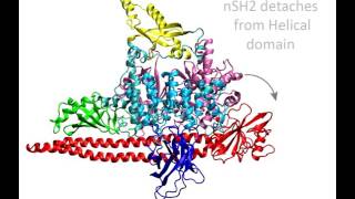 Steered MD simulation of the PI3Ka mutant in its E545K form [upl. by Ettelrac879]