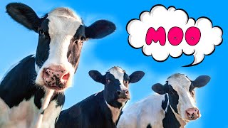 Mooing cows for kids Funny cow dance [upl. by Todhunter]