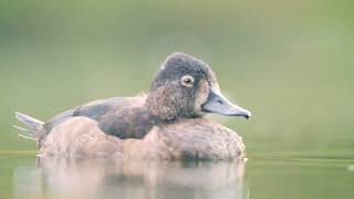 ringnecked duck [upl. by Bekah731]