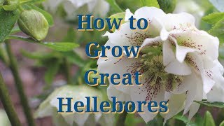 How to Grow Great Hellebores [upl. by Ynahteb142]