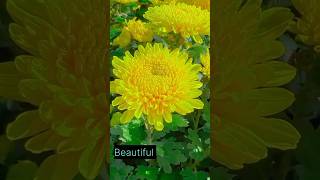 Beautiful flowers 💐🌹💐 Chandramallika flowergarden nature shortvideo shortfeed short [upl. by Eedoj]