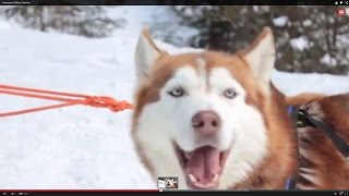 Awesome Talking Huskies Compilation [upl. by Franciskus46]