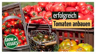 Tomaten erfolgreich anbauen  Tipps Aussäen Vorziehen Anzucht Pikieren Pflanzen Pflegen [upl. by Feola]