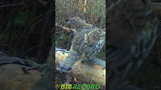 Grévol engolado  Ruffed grouse [upl. by Ahseinad708]