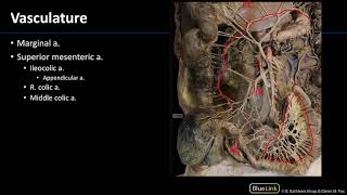 Abdominal Vasculature  Dissection Supplement [upl. by Kamat]