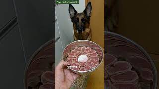 Is Your Dog Overexcited About Food Learn How to Manage It [upl. by Eibrab]