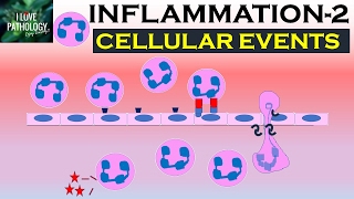 INFLAMMATION Part 2 Cellular Events Leukocyte Recruitment [upl. by Hazeefah7]