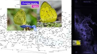 Butterfly Eurema hecabe [upl. by Nawad]